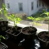 CARBOMAT HUMIC do warzyw i owoców 1 L - obrazek 3