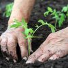 CARBOMAT HUMIC do warzyw i owoców 1 L - obrazek 4